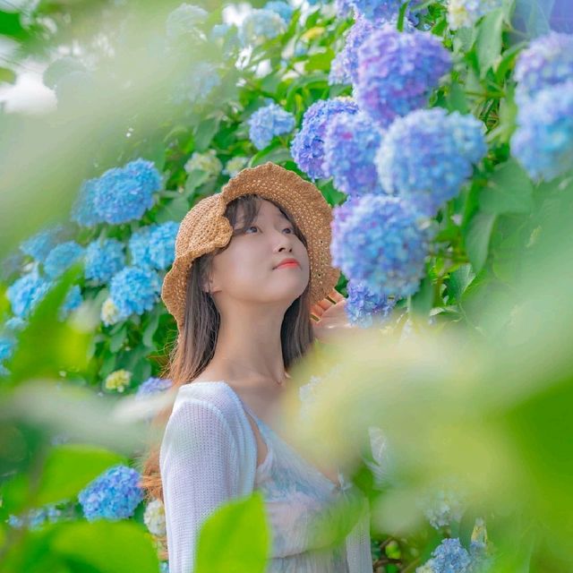 🌊바다와 함께 수국을 즐길 수 있는곳 [거제도, 저구항]