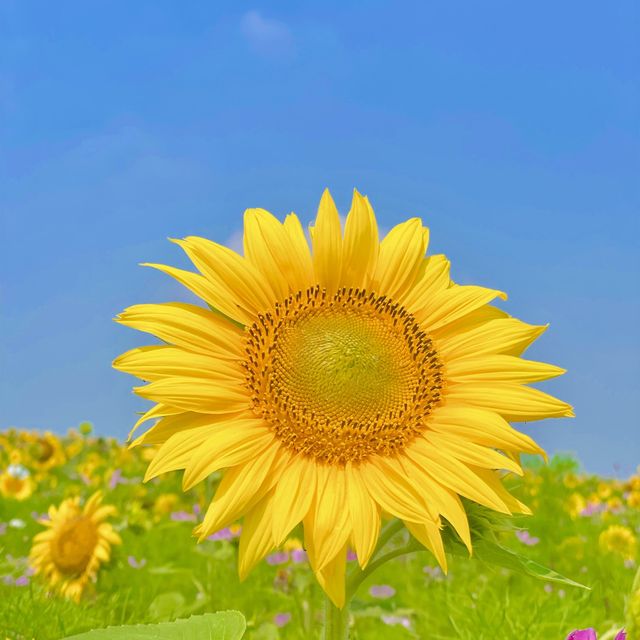 [ 7월 여행지 ] 서울근교 해바라기 명소 추천