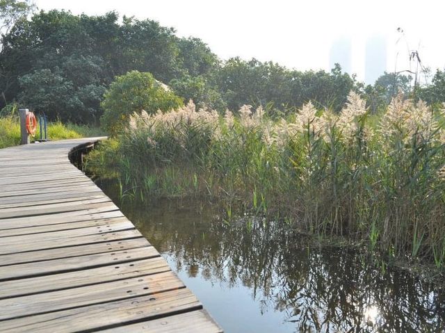 香港少有嘅生態公園～香港濕地公園