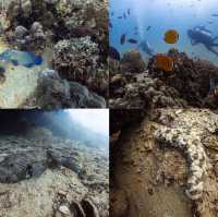 ไปเรียนดำน้ำ OPEN WATER ที่เกาะเต่ากัน🐢
