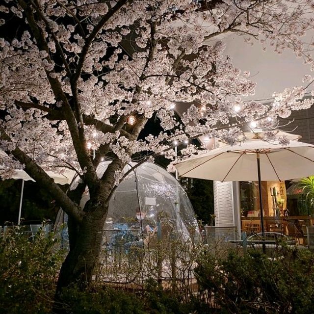 Cherry Blossoms at Bomun  Lake