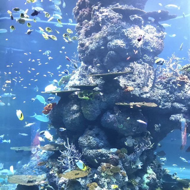新加坡🇸🇬聖淘沙最大水族館‼️觀賞魚群好地方