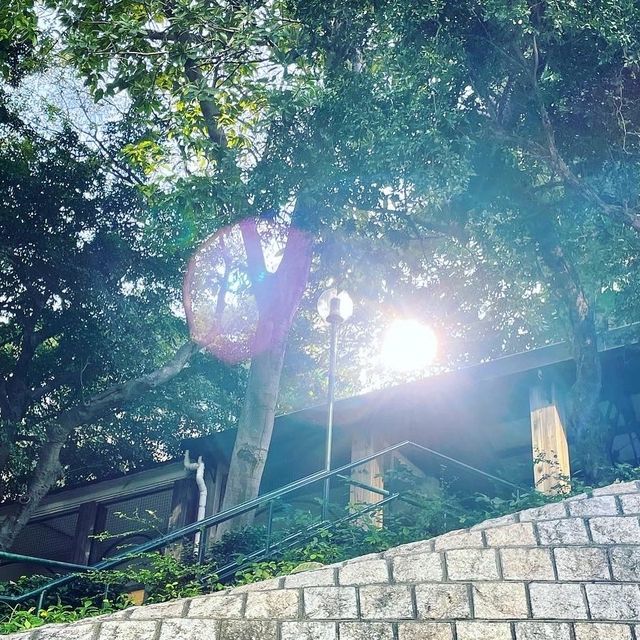 行山超快閃20-30分鐘，市區中既秘密花園🪴-訊號山花園