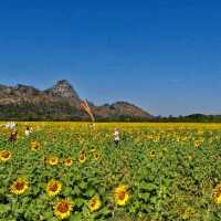รับลมหนาว ชม “ทุ่งทานตะวัน” บานสะพรั่ง จ.ลพบุรี 