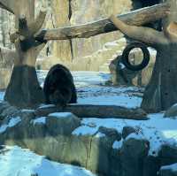 冬日白雪雪首爾動物園🫶🏻🫶🏻不一樣的體驗🤲🏻🙈