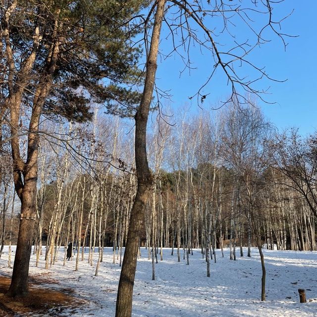 韓國🇰🇷春川南怡島🤲🏻冬日戀歌之路😌雪地浪漫💕漫步