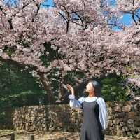 제주 벚꽃 명소 삼성혈