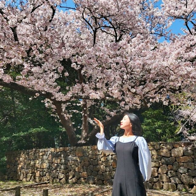제주 벚꽃 명소 삼성혈