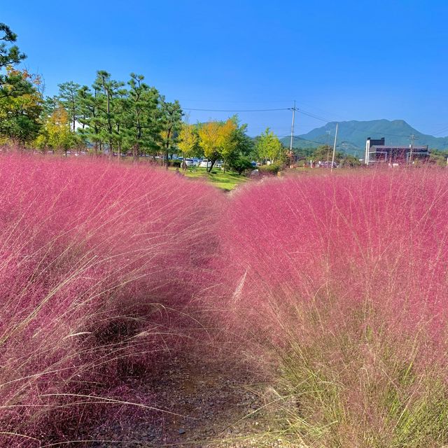 [🇰🇷, 창원] 숨은 핑크뮬리 맛집, 창원 단감테마공원