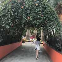 新加坡🇸🇬Marina Bay溫室🌸🌼花迷必去