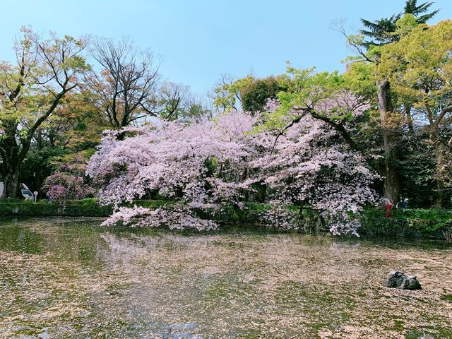 さくらひらひら