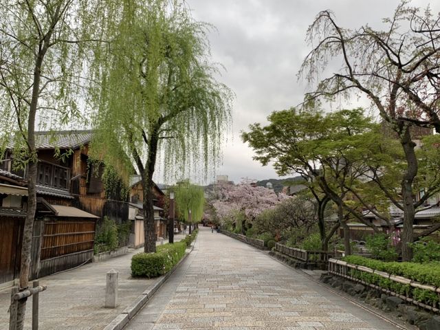 京都　KYOTO SAKURAめぐり❗️祇園白川の桜に感動❗️