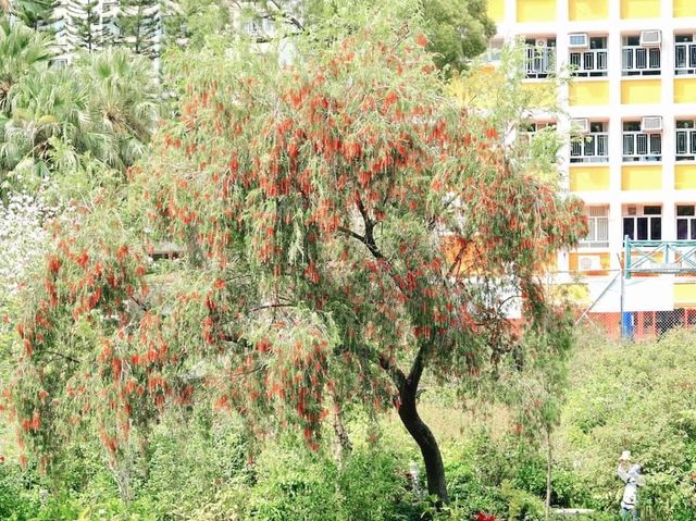 城門谷賞花好去處