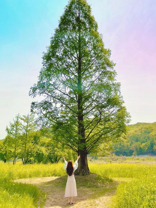 (✿ฺ。석장리 계절별 꽃단지 - 유채꽃편 ✿ฺ) 