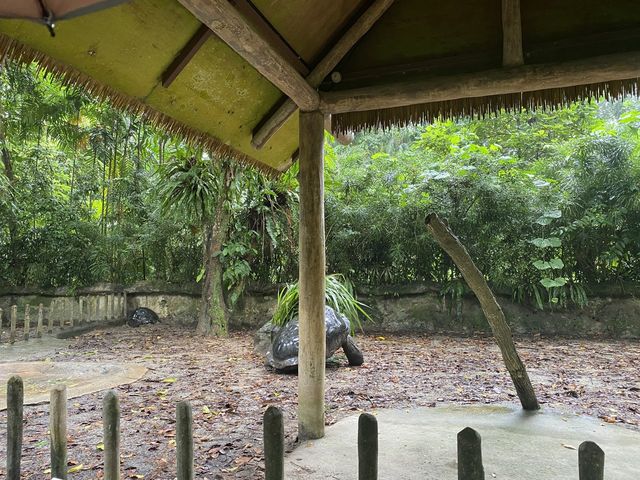 Tortoise Shelter