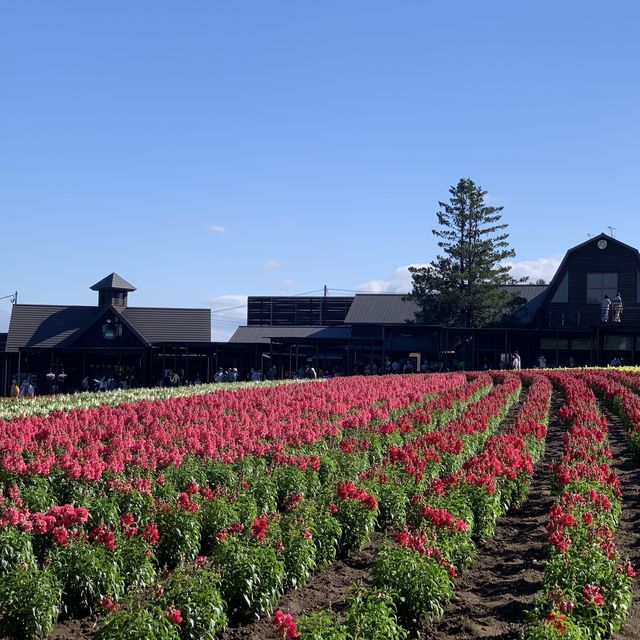 北海道観光ハイライト　ファーム富田はラベンダーシーズン💕