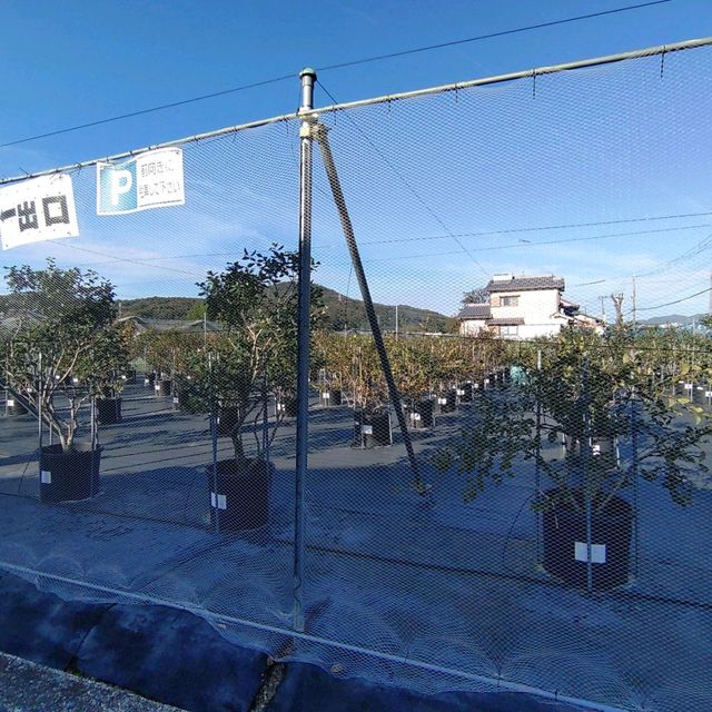 兵庫県！神戸ブルーベリーガーデンのかき氷