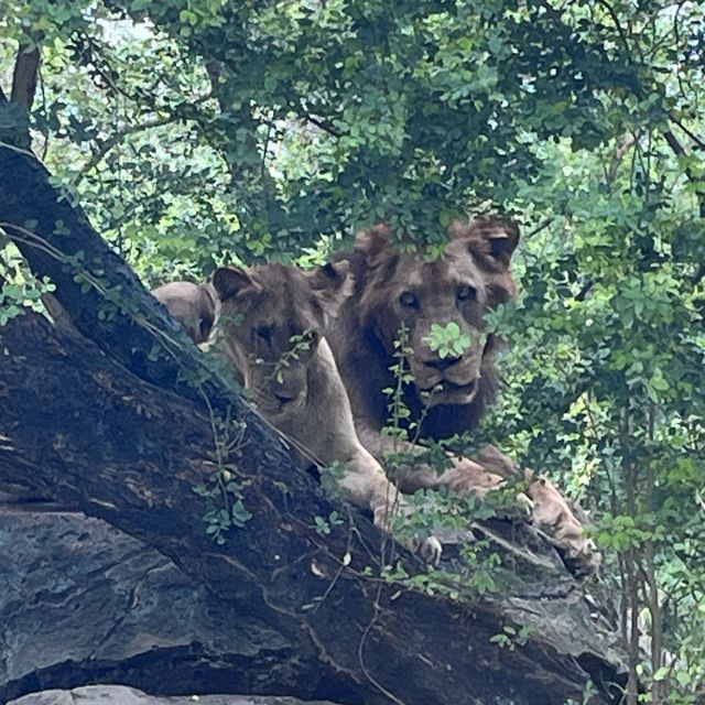 bangkok safari park - animals uncaged