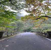 【青森】紅葉に色づく奥入瀬激流をお散歩♪