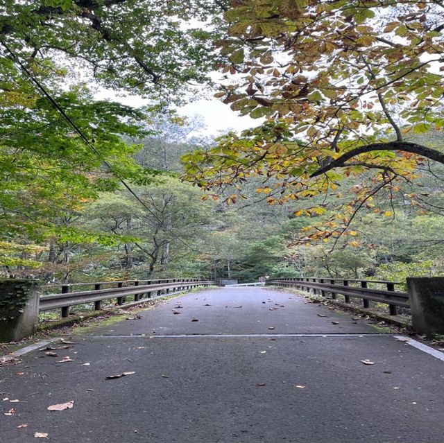 【青森】紅葉に色づく奥入瀬激流をお散歩♪