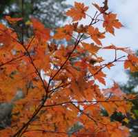 燕岳・合戦尾根の紅葉