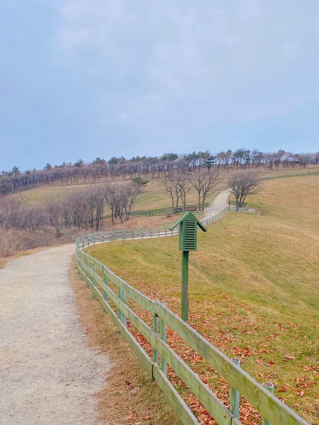 강원도 평창 여행 코스 🐑대관령 양떼목장