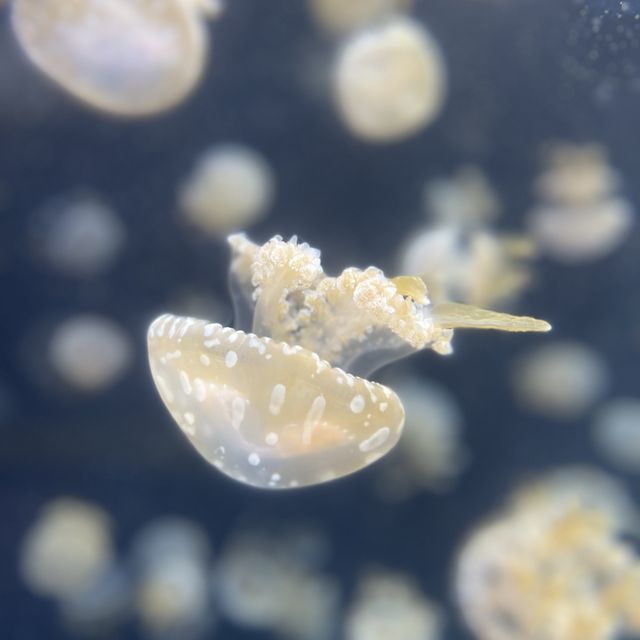 Under the SEA