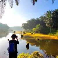 natural morning walk in palm oil plantation 