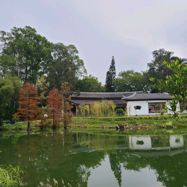 冬季限定: 北區公園之落羽松