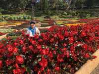 🌹สีสันแห่งดอยตุง🌸
