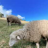 藍天白雲與綠地中的🐑咩咩