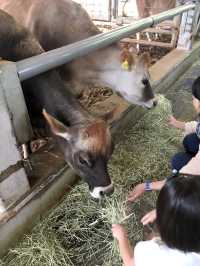 三重県🐷まさに食育のテーマパーク🐮【伊賀の里 モクモク手作りファーム】