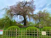 京都　KYOTO SAKURAめぐり❗️円山公園の祇園枝垂桜に感動❗️