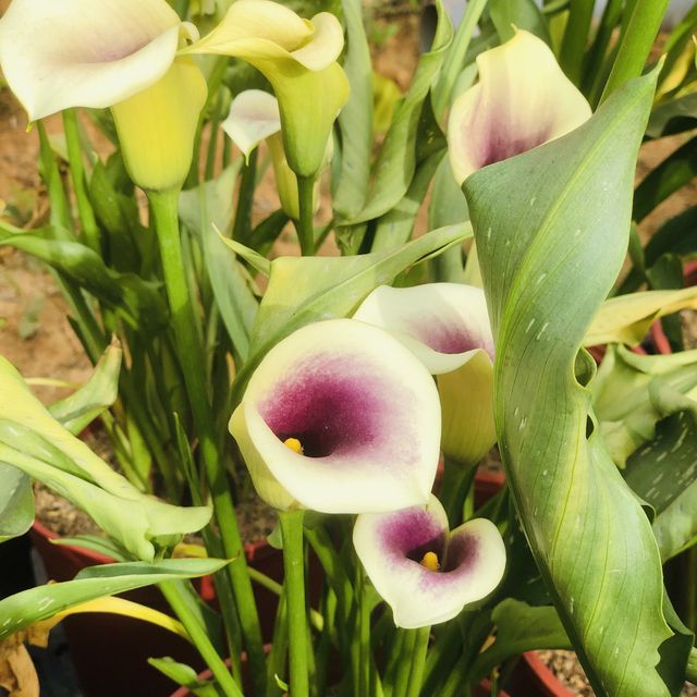 桃園彩色海芋季🌈芋見愛神💘真愛滿天下