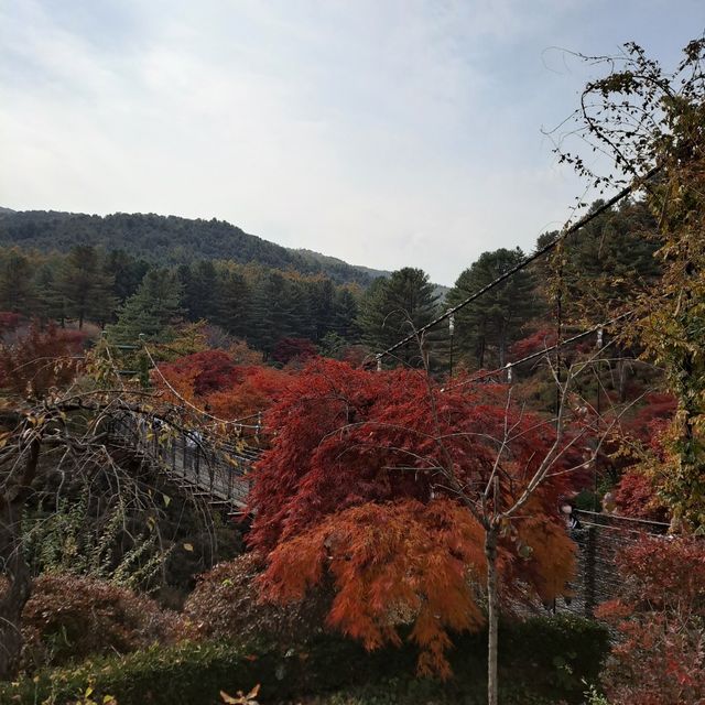 드라마 촬영지, 산책하기 좋은 곳 [아침고요수목원]