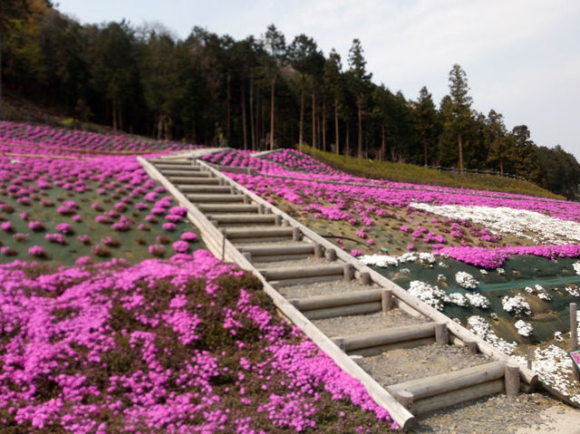 一年中季節の花が楽しめます！