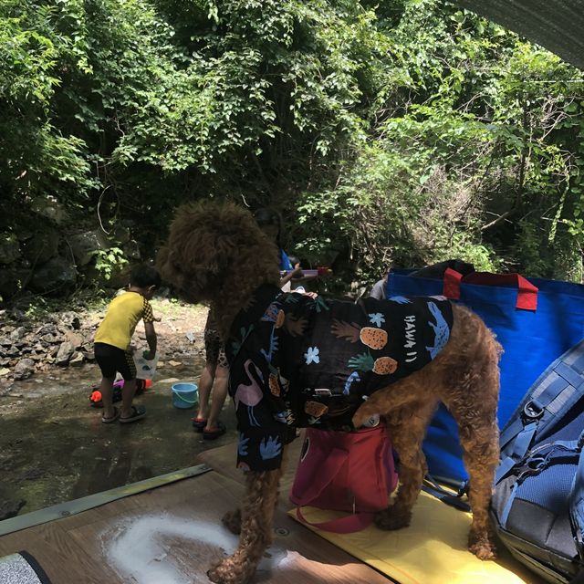 애견 동반 가능한 계곡 평상 백숙집 🐶