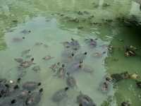 Tortoise Liberation Pond