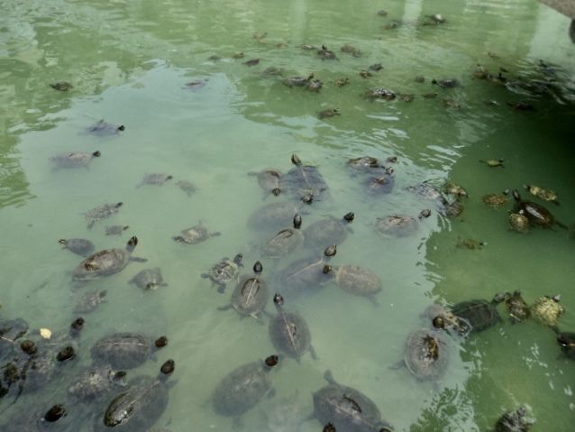 Tortoise Liberation Pond