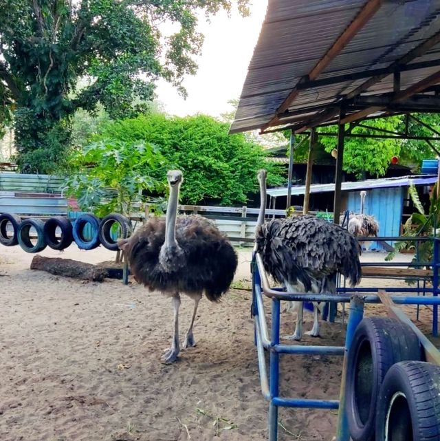 Desaru Ostrich Farm