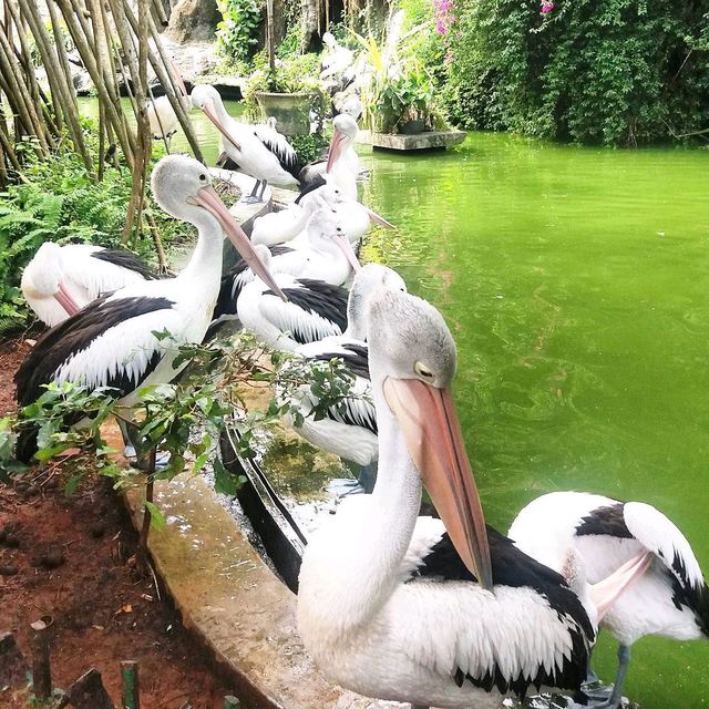 Ragunan Zoo,Jakarta