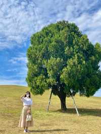 서울 올림픽공원의 메인 나홀로나무🌳 