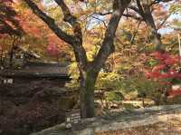 シャッターを押せば全てが美しく写る吉祥寺