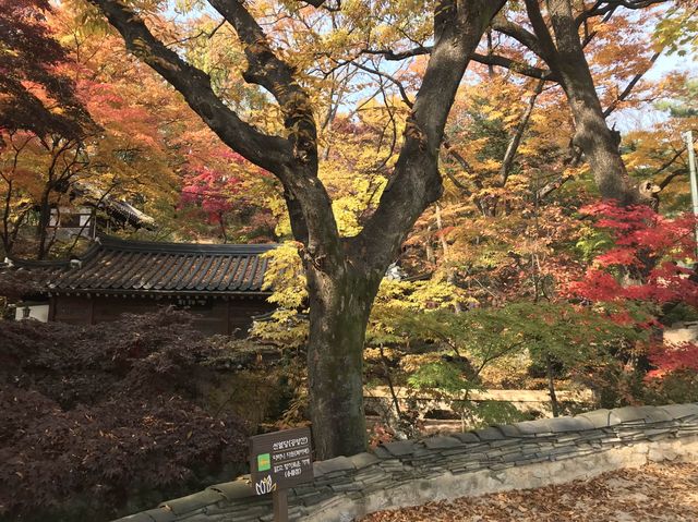 シャッターを押せば全てが美しく写る吉祥寺