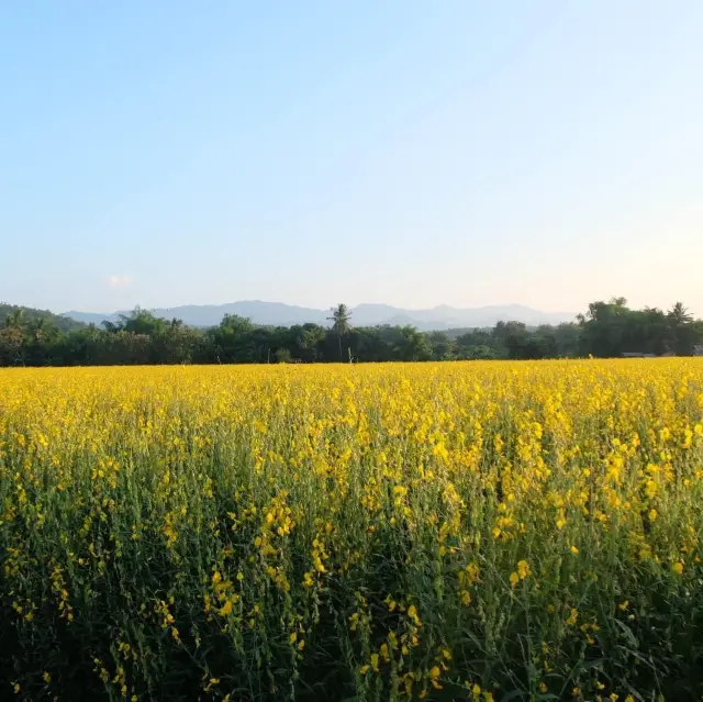 Chiangmai-: northern of Thailand 