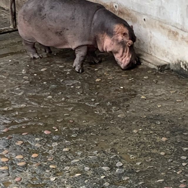 Unleash your “Wild Beast” in the Taipei Zoo.