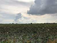 Visiting Lotus field and Lake Tonle Sap