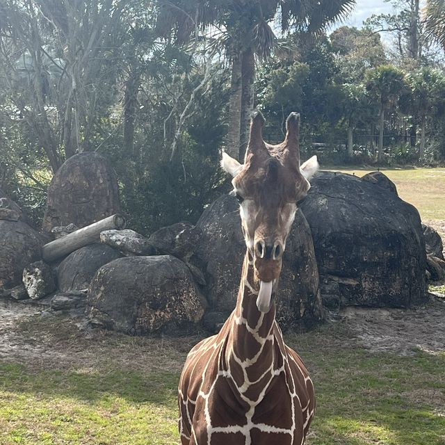 Encountering 🦒 at Jacksonville zoo