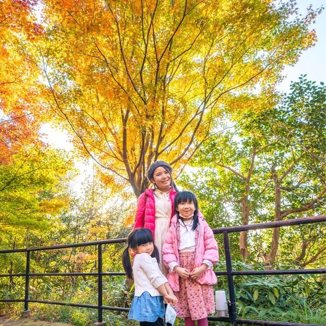 京都旅遊必去！清水寺賞楓的日與夜