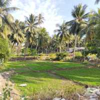 farm coconut 